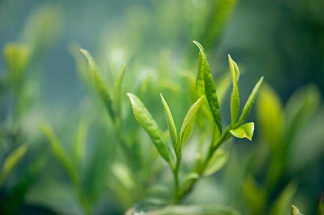 kratom čaj